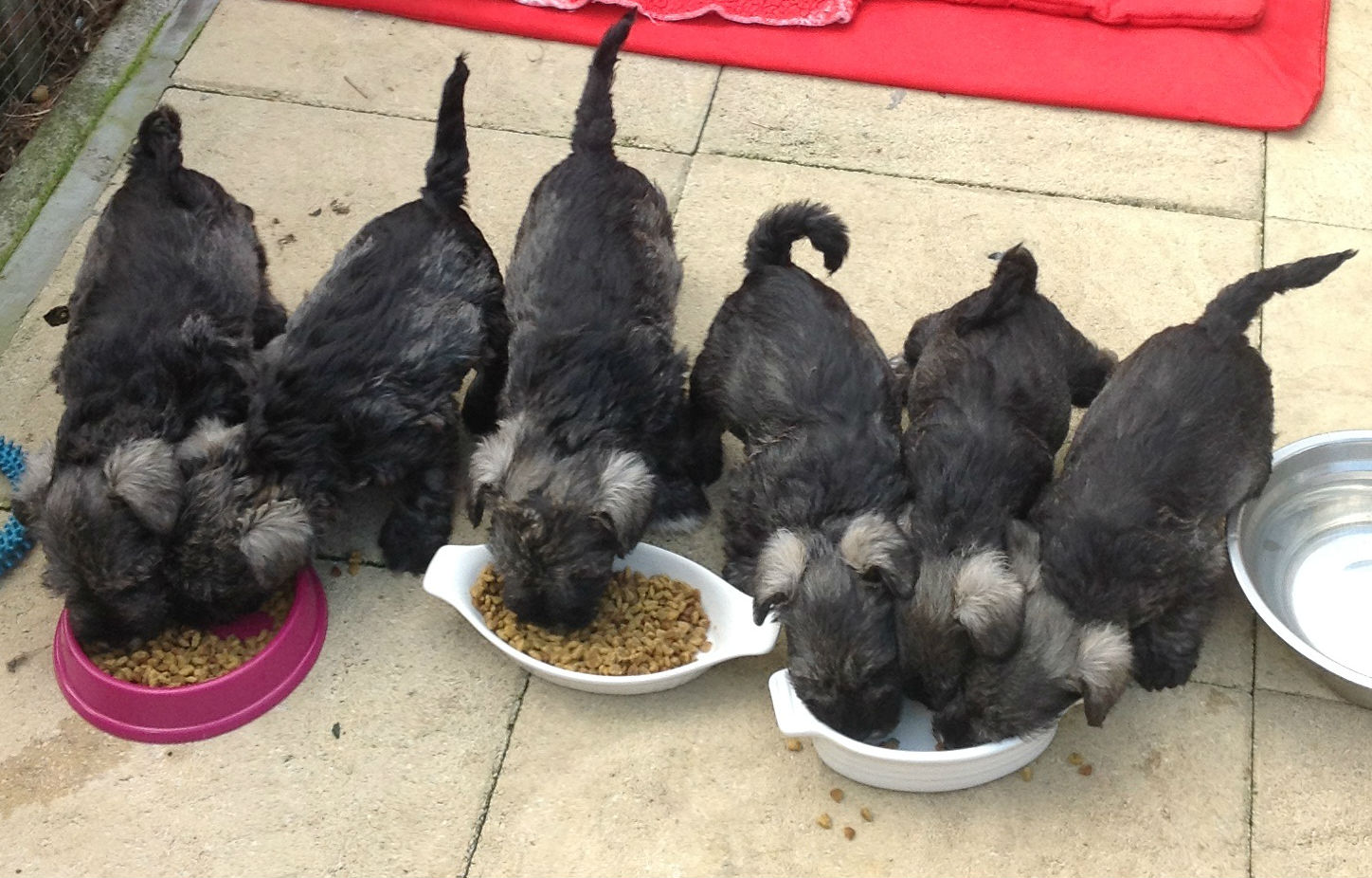 Lilysall Kennel Club Assured and 5 star licence'd Miniature Schnauzer